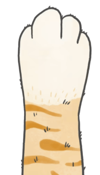 cat paw